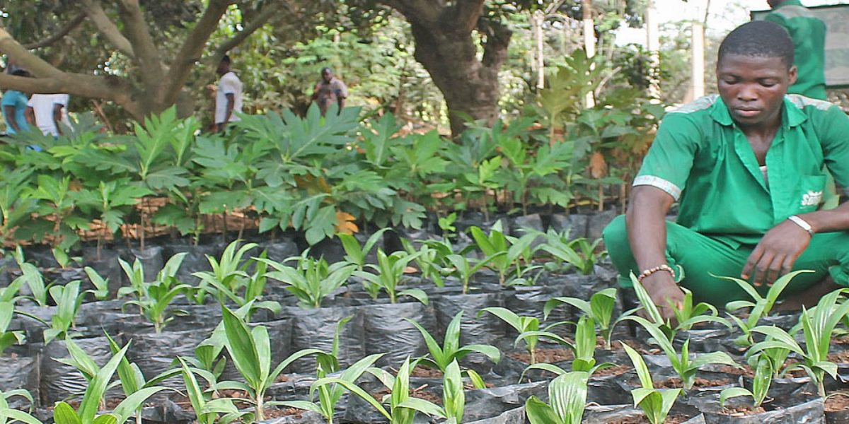 Ferme biologique Songhai au Bénin